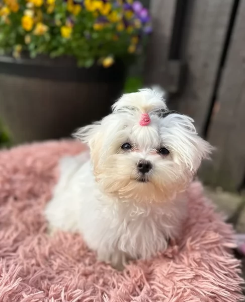 M e F di orsacchiotto di peluche Maltese per adozione | Foto 6