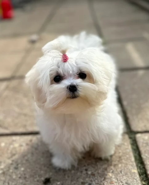 M e F di orsacchiotto di peluche Maltese per adozione | Foto 2