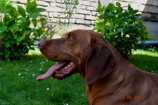 Bracco Ungherese a Pelo Corto – Cuccioli | Foto 2