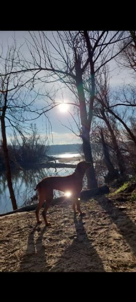 Bracco Ungherese a Pelo Corto – Cuccioli | Foto 1