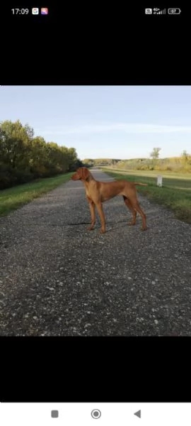 Bracco Ungherese a Pelo Corto – Cuccioli | Foto 0