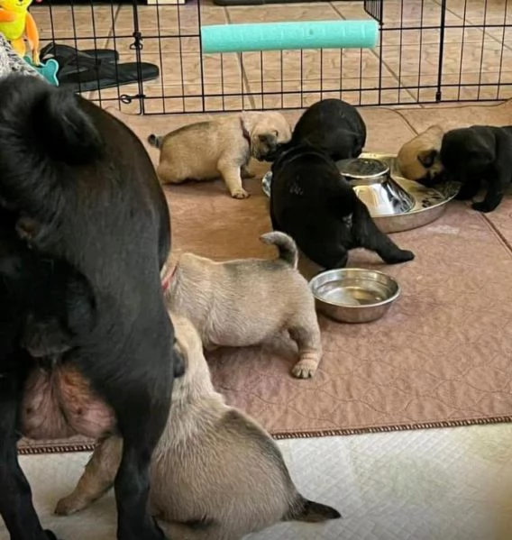 Dolce Meravigliosi cuccioli di Carlino   di razza pura al 100%, | Foto 0