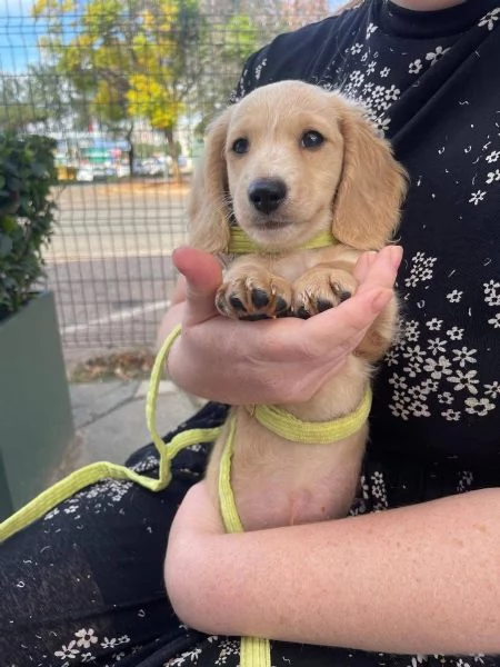 Meravigliosi cuccioli di bassotto nana di razza pura al 100%, | Foto 0