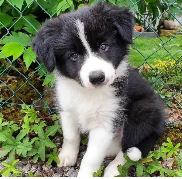 Regalo border collie | Foto 0