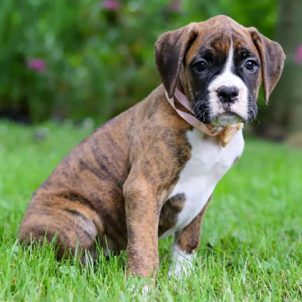 disponibile boxers maschio e femmina  | Foto 0