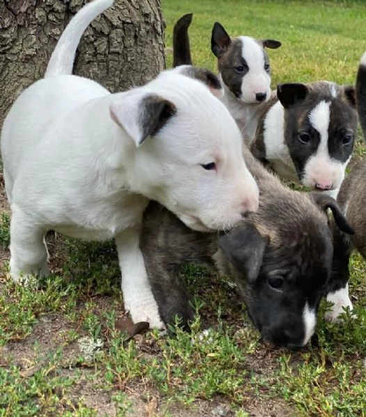disponibile maschio e femmina bull terrier | Foto 0