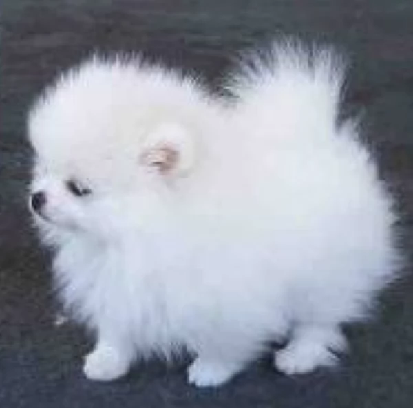 meravigliosi pomeranian maschio e femmina per ladozione | Foto 4