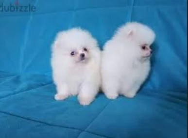 meravigliosi pomeranian maschio e femmina per ladozione | Foto 0