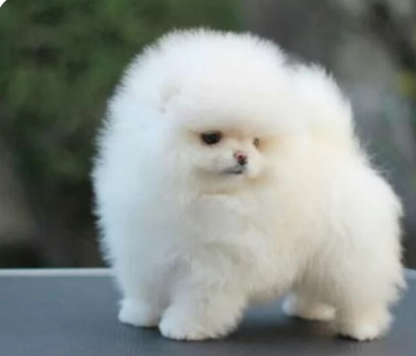 meravigliosi pomeranian maschio e femmina per ladozione | Foto 0