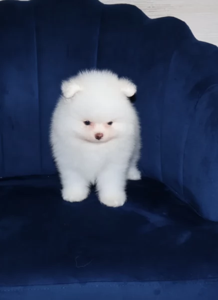 meravigliosi pomeranian maschio e femmina per ladozione | Foto 1