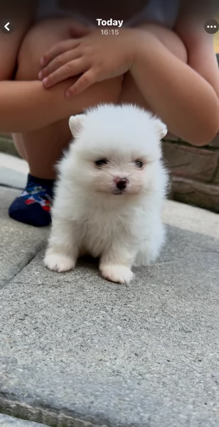meravigliosi pomeranian maschio e femmina per ladozione | Foto 4
