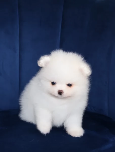 meravigliosi pomeranian maschio e femmina per ladozione | Foto 2