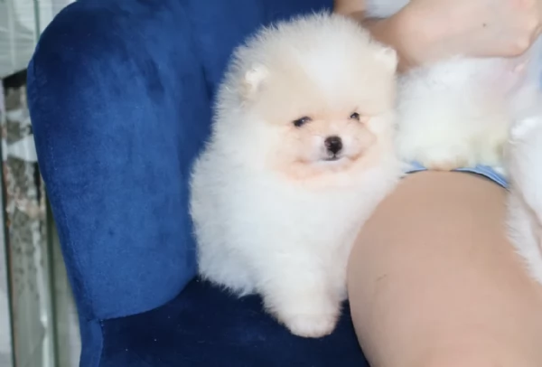 meravigliosi pomeranian maschio e femmina per ladozione | Foto 1