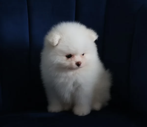 meravigliosi pomeranian maschio e femmina per ladozione | Foto 0