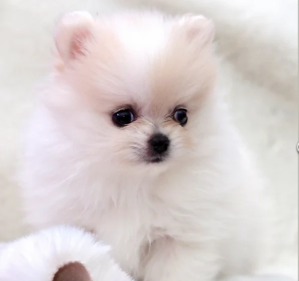 meravigliosi pomeranian maschio e femmina per ladozione | Foto 4