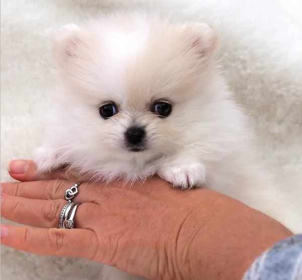 meravigliosi pomeranian maschio e femmina per ladozione | Foto 3