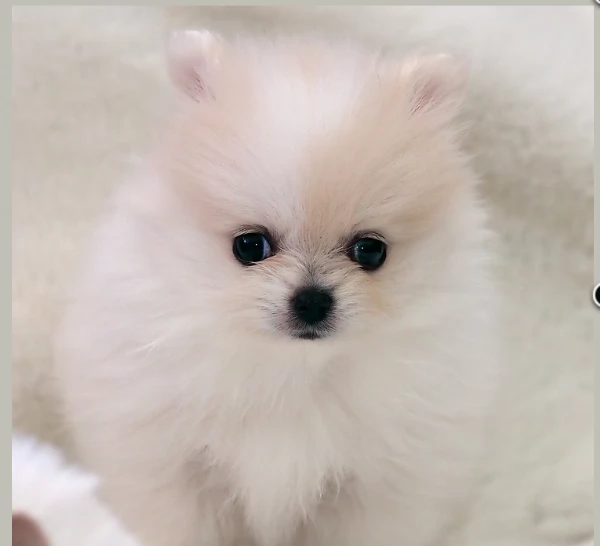 meravigliosi pomeranian maschio e femmina per ladozione | Foto 2