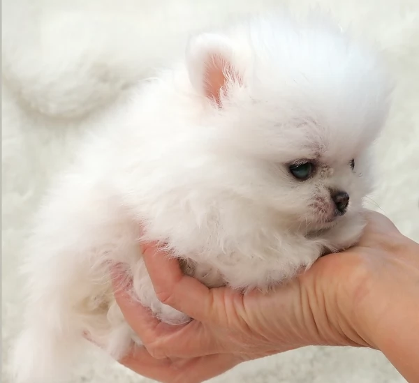 meravigliosi pomeranian maschio e femmina per ladozione | Foto 1