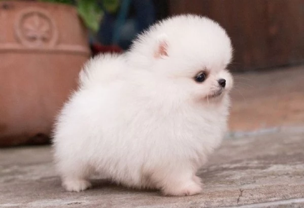 meravigliosi pomeranian maschio e femmina per ladozione | Foto 0