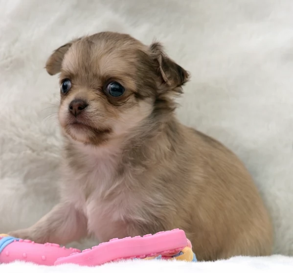 per adozione maschio e femmina Chihuahua toy taglia piccola  | Foto 2