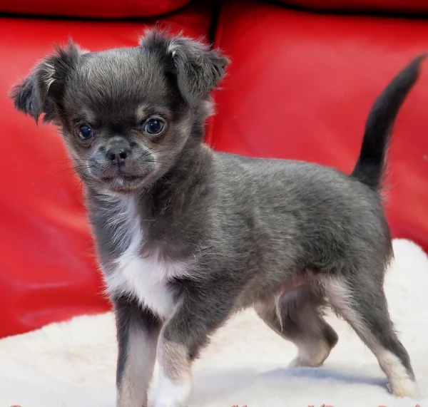 per adozione maschio e femmina Chihuahua toy taglia piccola  | Foto 2