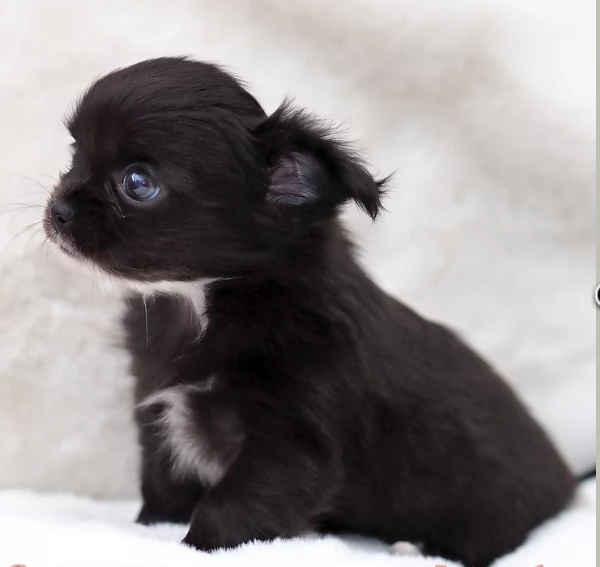 per adozione maschio e femmina Chihuahua toy taglia piccola 