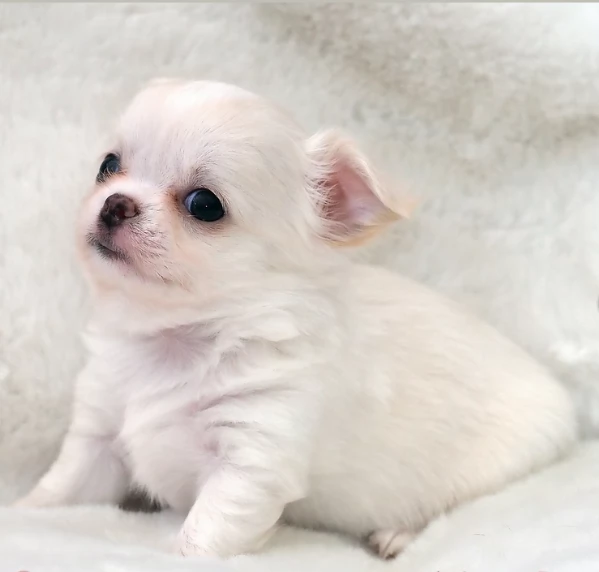 per adozione maschio e femmina Chihuahua toy taglia piccola  | Foto 3