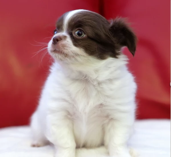 per adozione maschio e femmina Chihuahua toy taglia piccola  | Foto 1