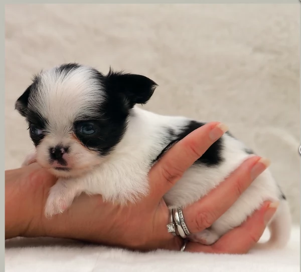 per adozione maschio e femmina Chihuahua toy taglia piccola 