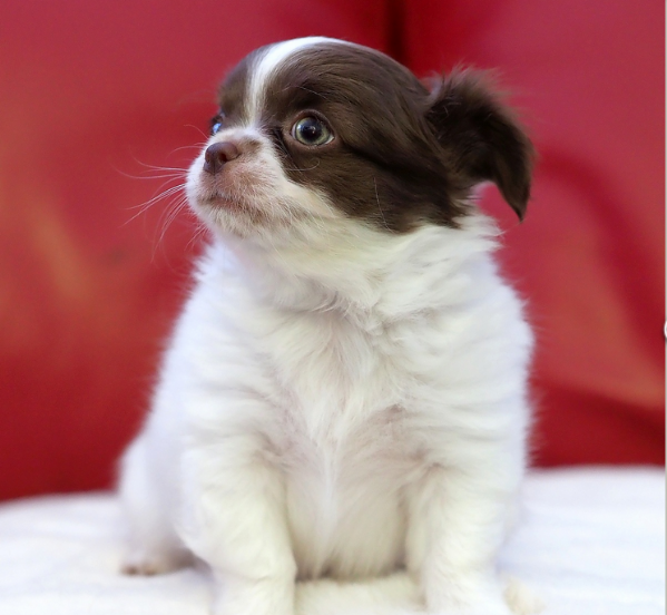 per adozione maschio e femmina Chihuahua toy taglia piccola  | Foto 1