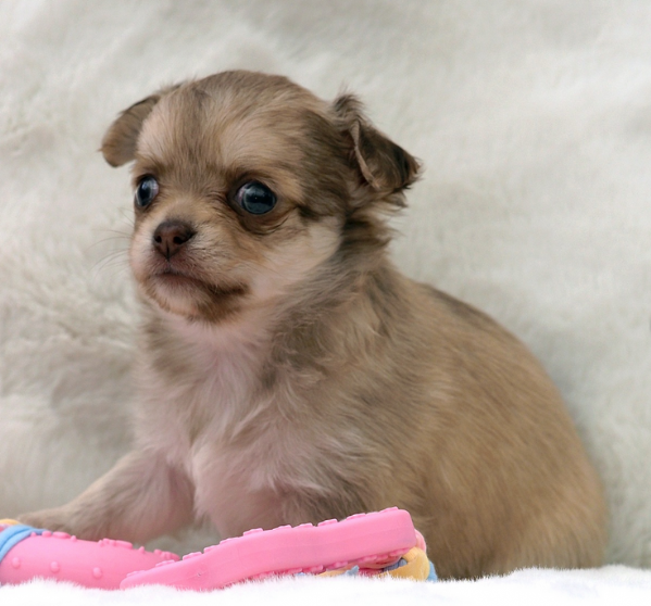 per adozione maschio e femmina Chihuahua toy taglia piccola  | Foto 0