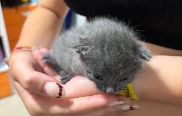 Cuccioli certosino  | Foto 2