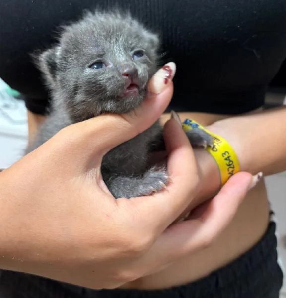 Cuccioli certosino  | Foto 1