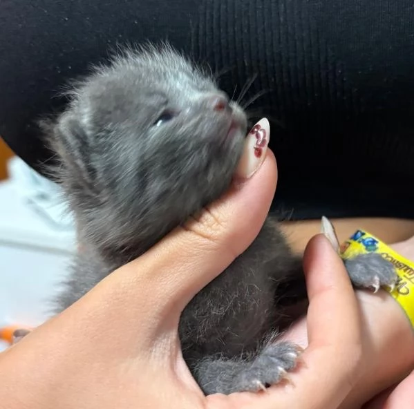 Cuccioli certosino  | Foto 0