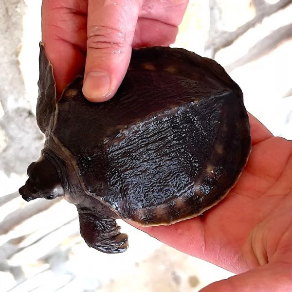 tartaruga naso di porcello ( Carettochelys insculpta) in vendita