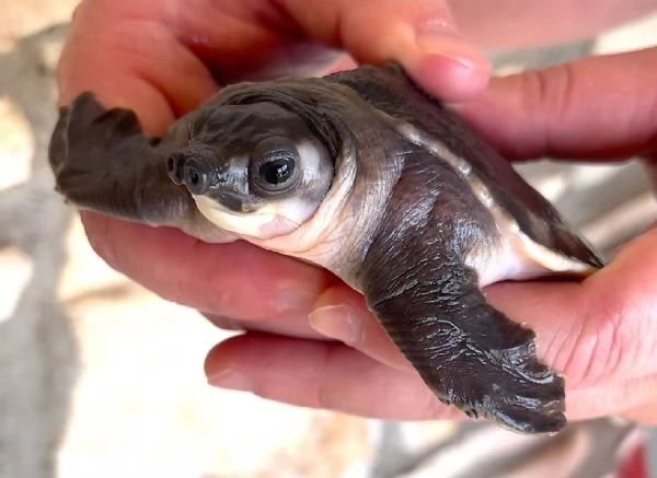 tartaruga naso di porcello ( Carettochelys insculpta) in vendita | Foto 0