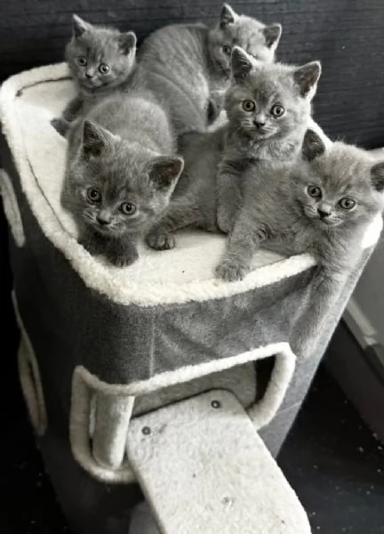 British Shorthair cuccioli femmine maschi pedigree