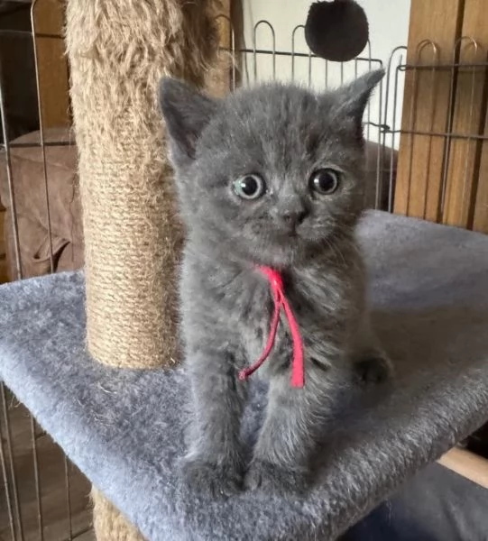 Gattini british shorthair