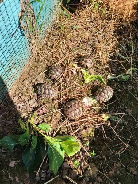 Tartarughe di terra hermanni 