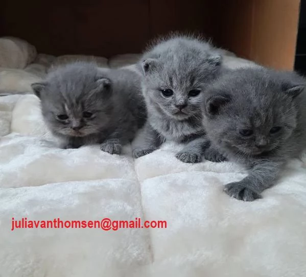 British shorthair