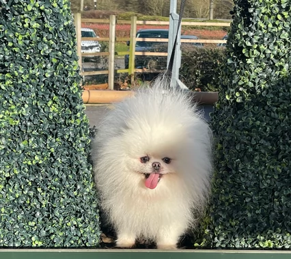 Cuccioli di Pomerania per ladozione