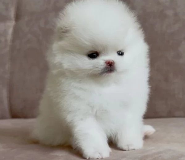 Cuccioli di Pomerania per ladozione | Foto 0