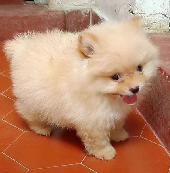 Cuccioli di Pomerania per ladozione | Foto 4