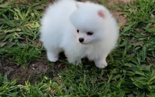 Cuccioli di Pomerania per ladozione | Foto 3
