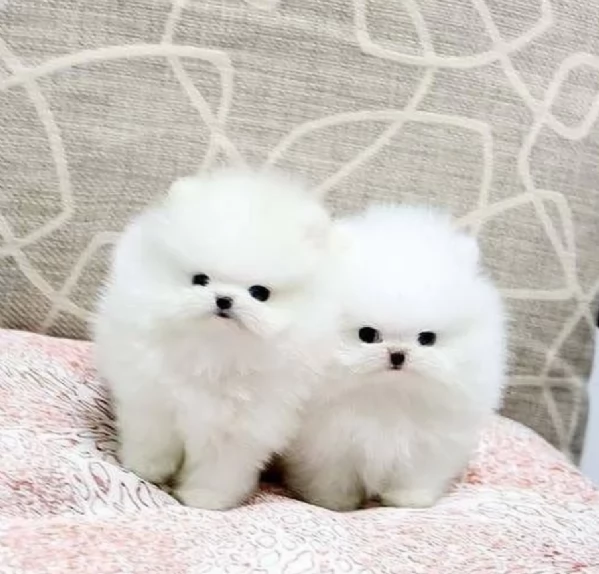 Cuccioli di Pomerania per ladozione