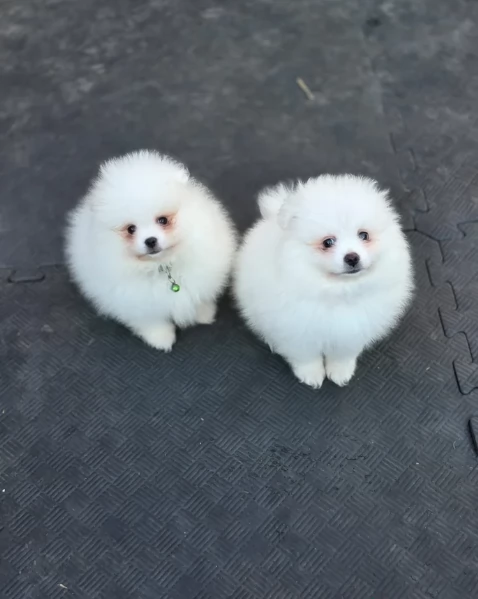 Cuccioli di Pomerania per ladozione | Foto 0