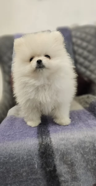 Cuccioli di Pomerania per ladozione | Foto 6