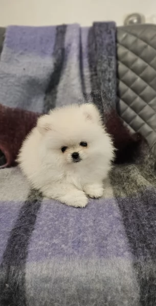 Cuccioli di Pomerania per ladozione | Foto 3