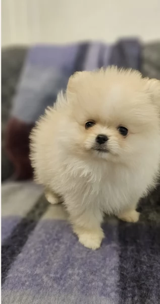 Cuccioli di Pomerania per ladozione | Foto 2