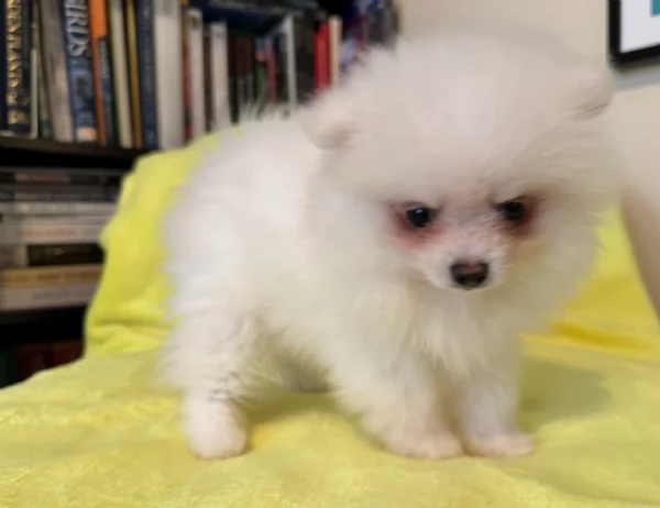 Cuccioli di Pomerania per ladozione